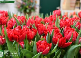 Tulipa Magic Price (2)
